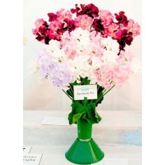 SWEET PEA SEEDS - SHOWBENCH MIX