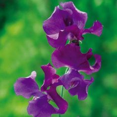 Sweet Pea Seeds - Fragrant Skies 