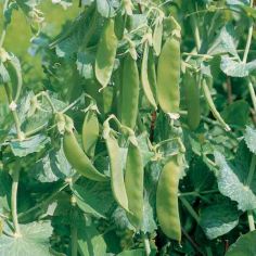 Suttons Pea Seeds - Oregon Sugar Pod - Pack Of 245