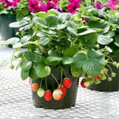 Suttons Strawberry Seeds - F1 Temptation - Pack Of 20