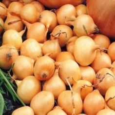 Sturon Onions 1421mm - 500g