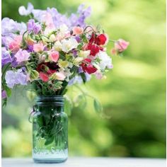 Sweet Pea Seeds - Sublime Scent Mix 