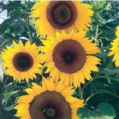 Sunflower Seeds - F1 Full Sun 