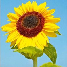 Sunflower Seeds - Titan 
