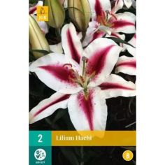 Lillium Hachi Flower Bulbs - Pack Of 2