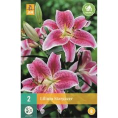 Lilium Stargazer Oriental Flower Bulbs - Pack of 2