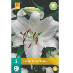 2 Lilium Casa Blanca Oriental Lily Flower Bulbs 