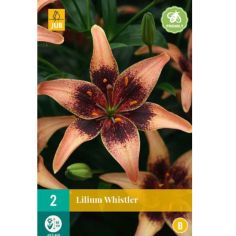 Lilium Whistler 14/16