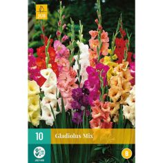 Gladiolus Flowering Mix