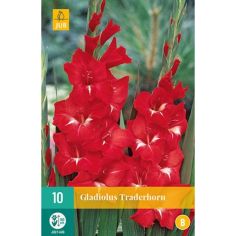 Gladiolus Traderhorn 12/14