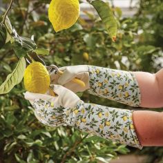 Sicilian Lemon Garden Gauntlet M8