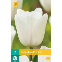 Tulip Royal Virgin - Pack of 7