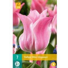 Tulipa Miss Elegance - pack of 7