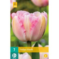 Tulipa Finola - Pack of 7