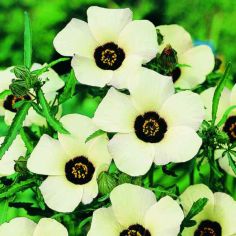 Suttons Hibiscus Seeds - Simply Love - Pack Of 50