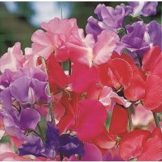 Sweet Pea Seeds - Super Smelly Pea 