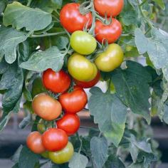 Suttons Tomato Seeds - F1 Crimson Crush - Pack Of 10