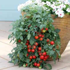 Suttons Tumbling Tom Red Tomato Seeds