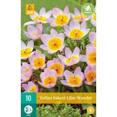 Tulip Bakeri Lilac Wonder - Pack of 10