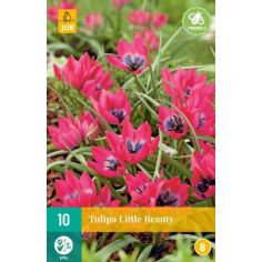 Tulipa Little Beauty -Pack of 10
