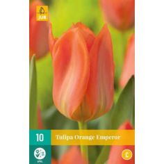 Tulip Orange Emperor - Pack of 10