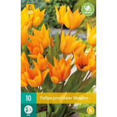 Tulip praestans Shogun - Pack of 10