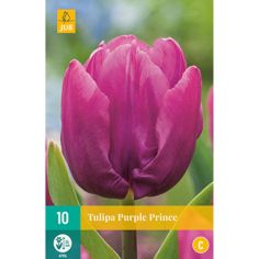 Tulipa Purple Prince - Pack of 10