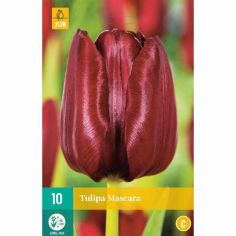 Tulip Mascara Flower Bulbs - Pack Of 10