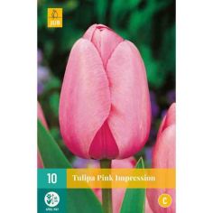 Tulip Pink Impression Flower Bulbs - Pack Of 10