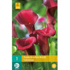 Zantedeschia 1 Royal Valentine  - Garden Bulb 14/16