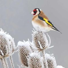 Suttons Winter Bird Feeding Mix Seeds - Pack Of 1000