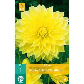 Dahlia Kelvin Floodlight XL Flower Bulb - Pack Of 1