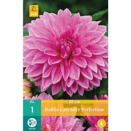 Dahlia Lavender Perfection XL Flower Bulb - Pack Of 1