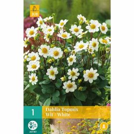 Dahlia Topmix White Flower Bulb - Pack Of 1