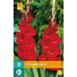 Gladiolus Oscar Flower Bulbs - Pack Of 10