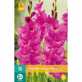 Gladiolus Sugar Plum Flower Bulbs - Pack Of 10