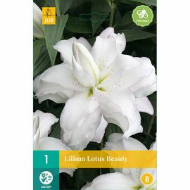 Lilium Lotus Beauty Flower Bulb - Pack Of 1