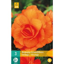 Begonia Grandiflora Orange Flower Bulbs - Pack Of 3