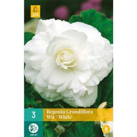 Begonia Grandiflora White Flower Bulbs - Pack Of 3