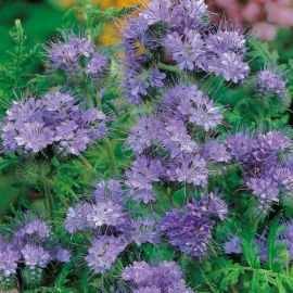 Suttons Lacy Phacelia Flower Seeds - Pack Of 900