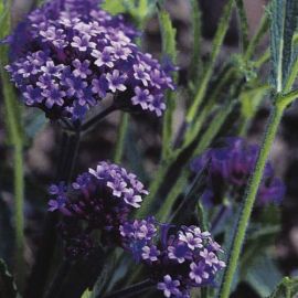 Suttons Purple Elegance Verbena bonariensis Seeds - Pack Of 180