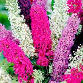 Suttons Butterfly Magnet Mix Buddleia Seeds - Pack Of 50