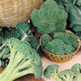 Suttons Seeds - Broccoli - Autumn Spear