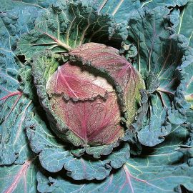Suttons Seeds - Savoy Cabbage - January King 3