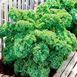 Suttons Seeds - Curly Kale - Dwarf Green Curled