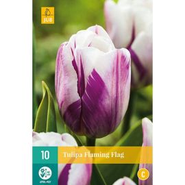 Tulip Flaming Flag Flower Bulbs - Pack Of 10