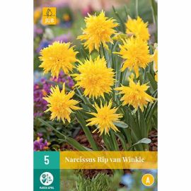 Daffodil (Narcissus Rip Van Winkle) Bulbs - Pack Of 5
