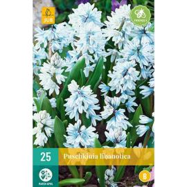 Striped Squill (Puschkinia Libanotica) Bulbs - Pack Of 25