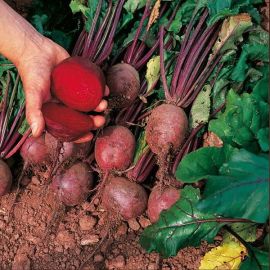 Suttons Seeds - Beetroot - Globe 2