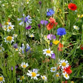 Suttons Colourful Annuals Mix Seeds - Pack Of 1000